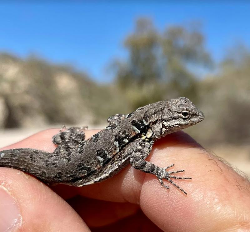 Black-tailed Brush Lizard (Urosaurus nigricaudus)