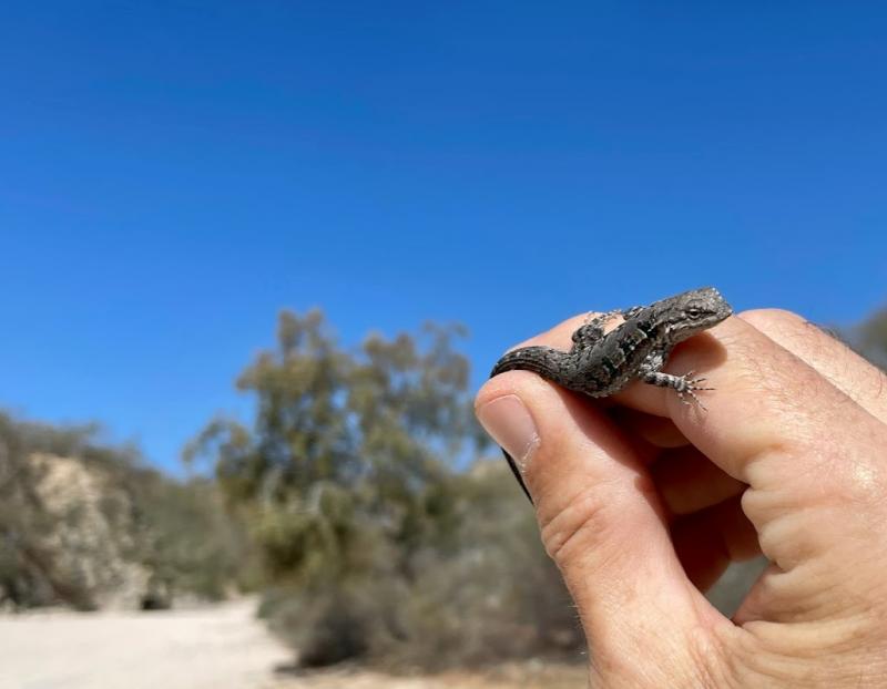 Black-tailed Brush Lizard (Urosaurus nigricaudus)