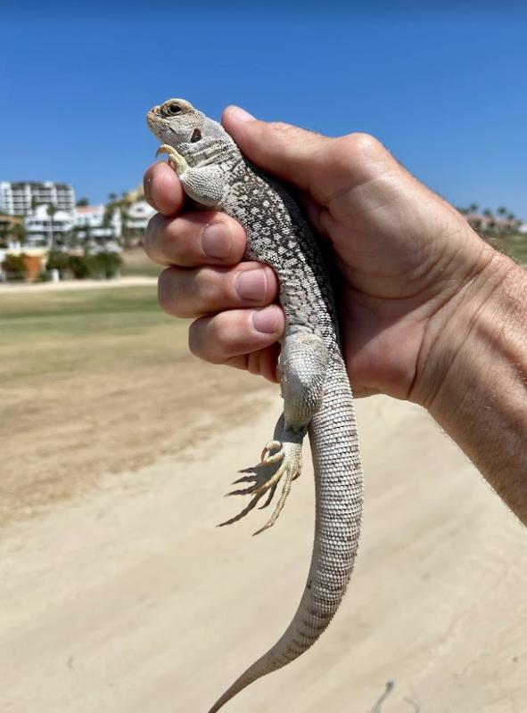 San Lucan Desert Iguana (Dipsosaurus dorsalis lucasensis)