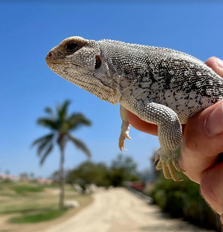 San Lucan Desert Iguana (Dipsosaurus dorsalis lucasensis)