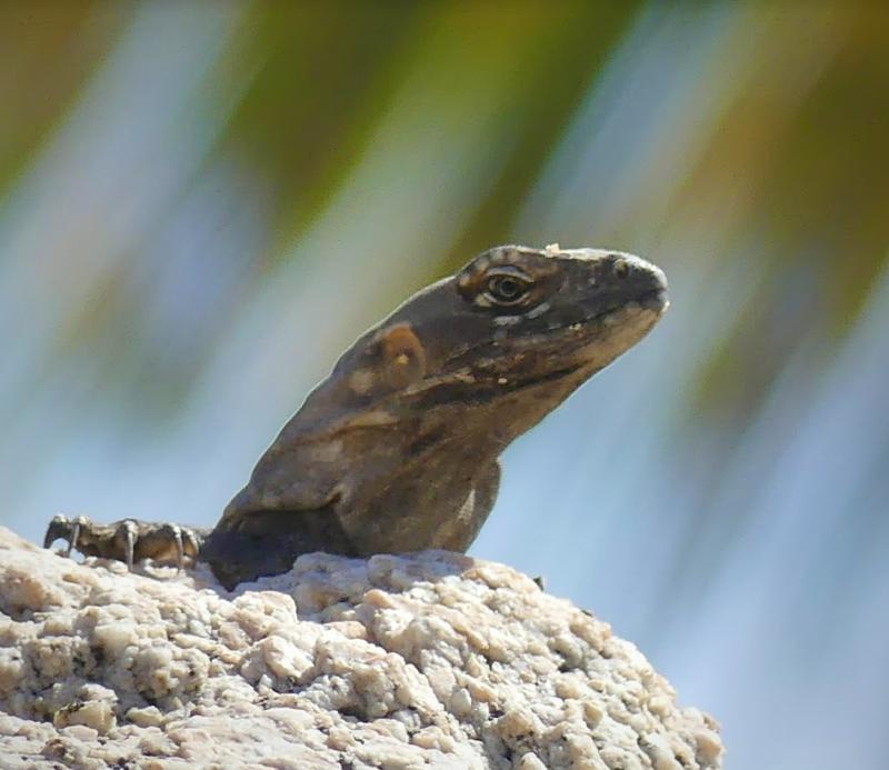 Cape Spiny-tailed Iguana (Ctenosaura hemilopha)