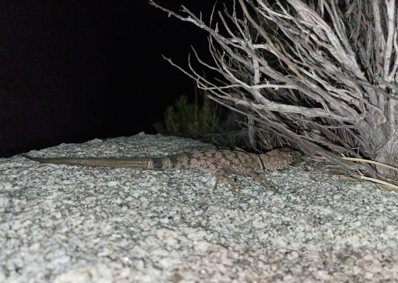 Banded Rock Lizard (Petrosaurus mearnsi)