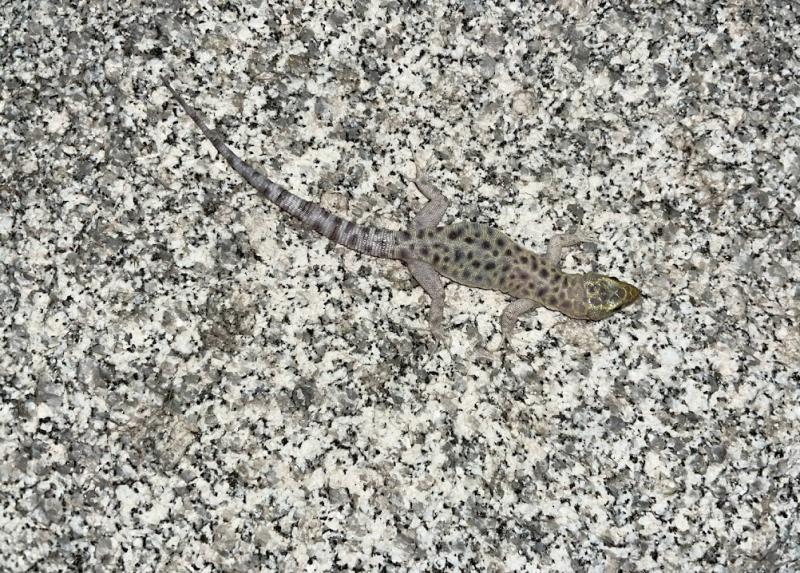 Granite Night Lizard (Xantusia henshawi)