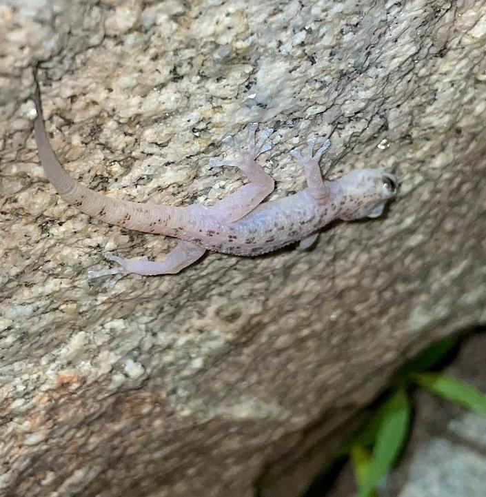 Peninsula Leaf-toed Gecko (Phyllodactylus nocticolus nocticolus)