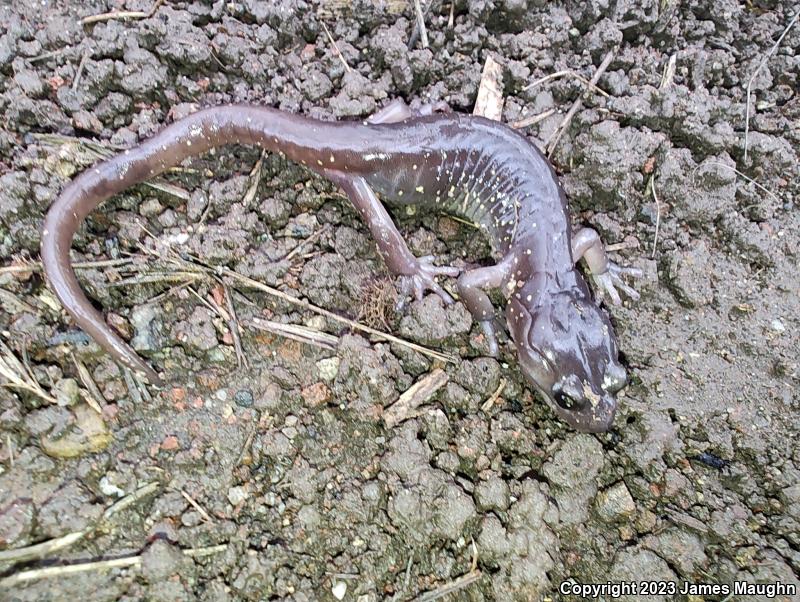 Arboreal Salamander (Aneides lugubris)