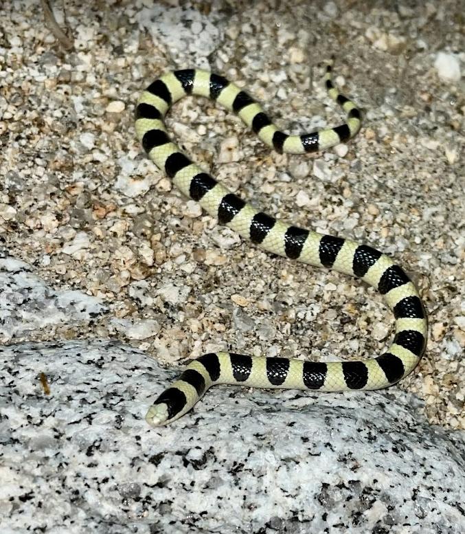 Colorado Desert Shovel-nosed Snake (Chionactis occipitalis annulata)