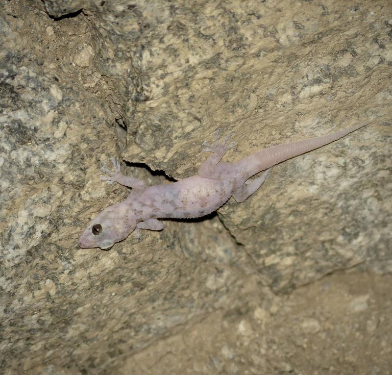 Peninsula Leaf-toed Gecko (Phyllodactylus nocticolus nocticolus)