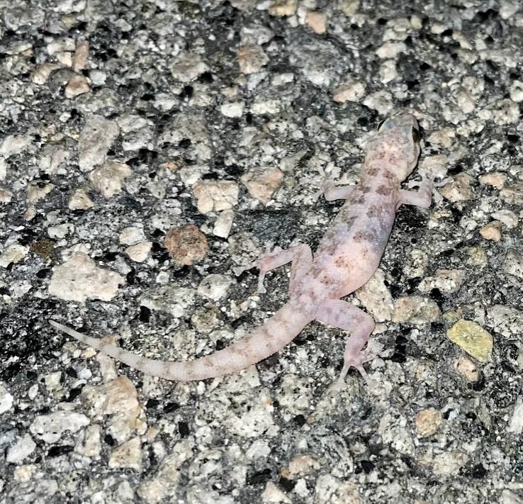 Peninsula Leaf-toed Gecko (Phyllodactylus nocticolus nocticolus)