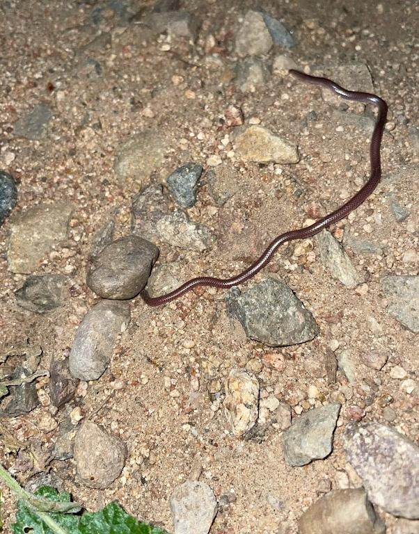 SouthWestern Threadsnake (Leptotyphlops humilis humilis)