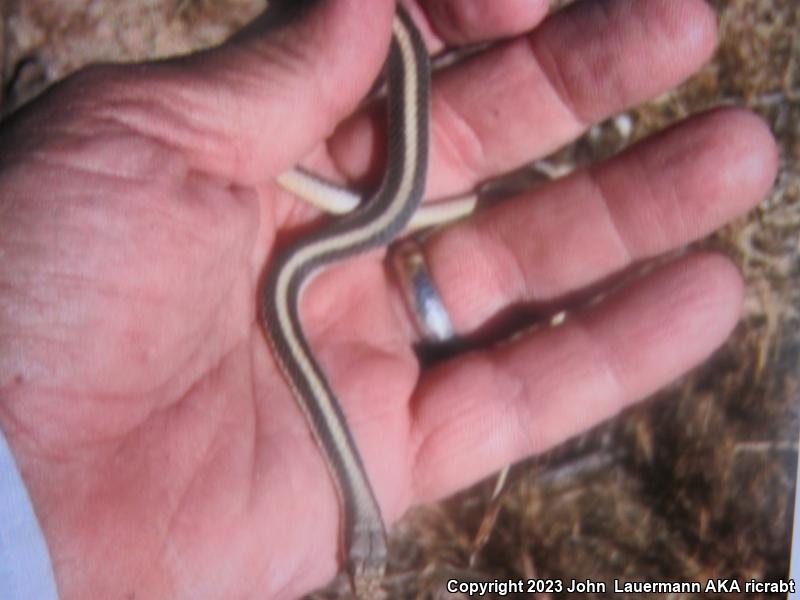 Coast Patch-nosed Snake (Salvadora hexalepis virgultea)