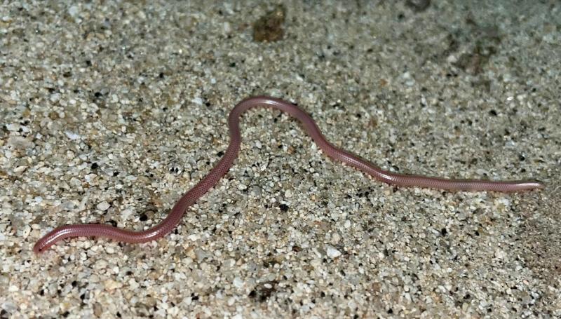 Desert Threadsnake (Leptotyphlops humilis cahuilae)