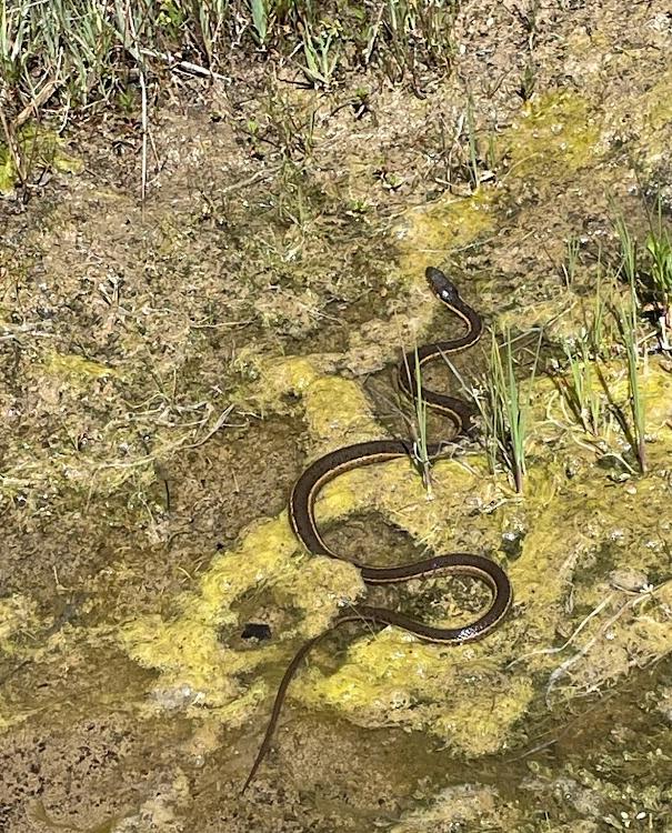 Two-striped Gartersnake (Thamnophis hammondii)