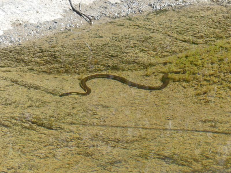 Two-striped Gartersnake (Thamnophis hammondii)