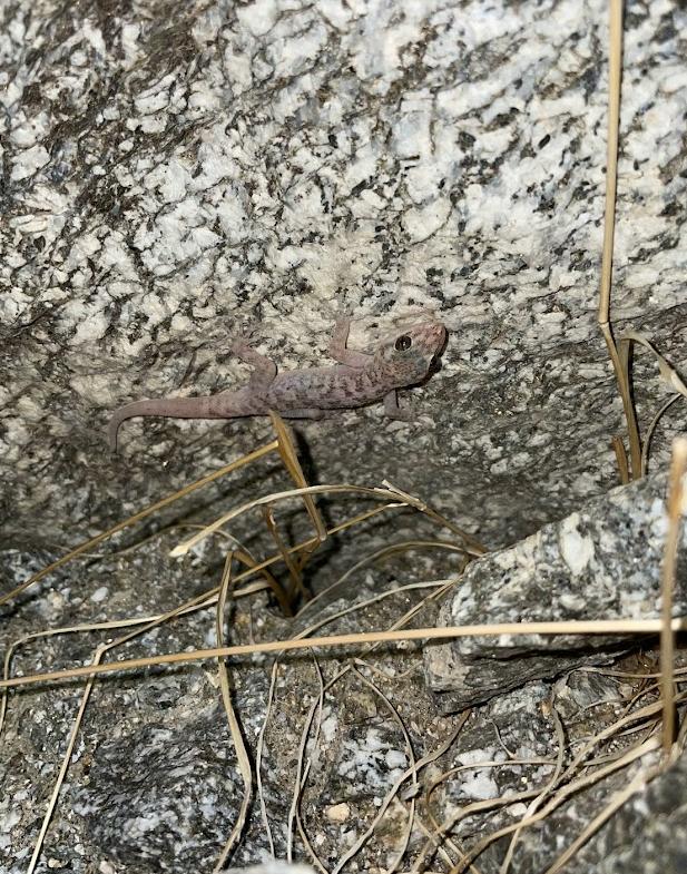 Peninsula Leaf-toed Gecko (Phyllodactylus nocticolus nocticolus)