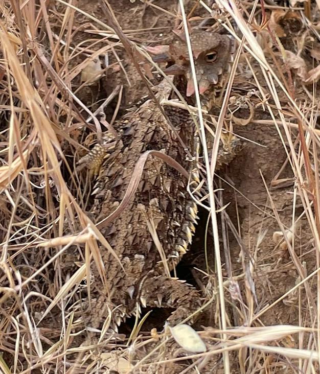 Blainville's Horned Lizard (Phrynosoma blainvillii)