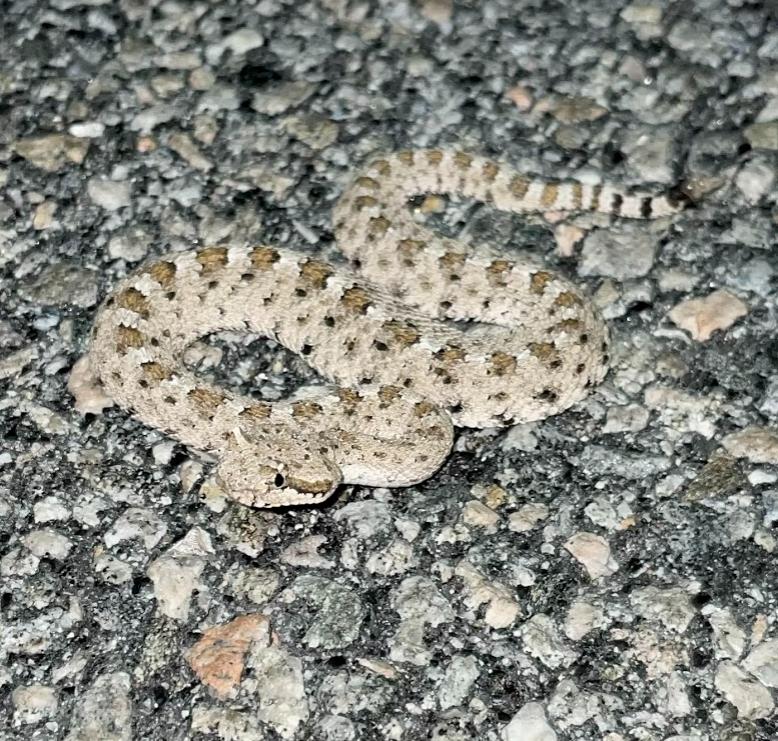 Colorado Desert Sidewinder (Crotalus cerastes laterorepens)