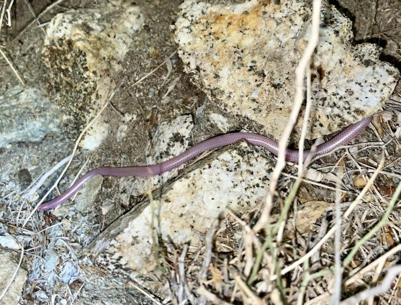 Desert Threadsnake (Leptotyphlops humilis cahuilae)