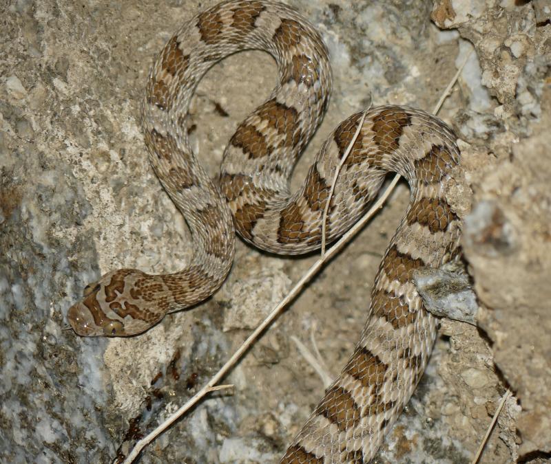 Baja California Lyresnake (Trimorphodon biscutatus lyrophanes)