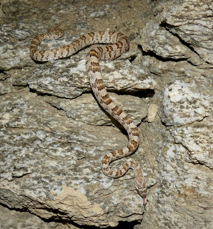 Baja California Lyresnake (Trimorphodon biscutatus lyrophanes)