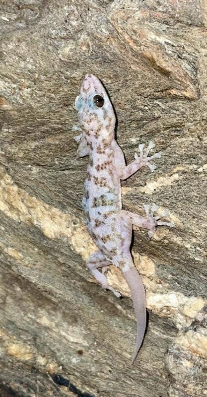 Peninsula Leaf-toed Gecko (Phyllodactylus nocticolus nocticolus)