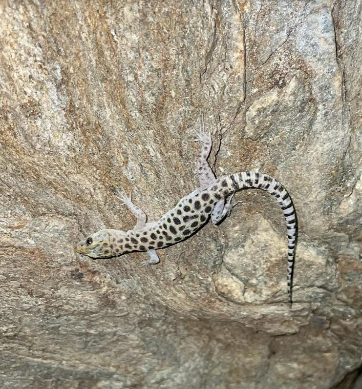 Granite Night Lizard (Xantusia henshawi)