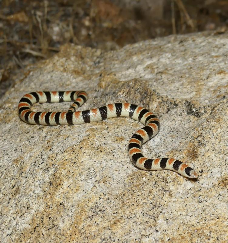 Colorado Desert Shovel-nosed Snake (Chionactis occipitalis annulata)