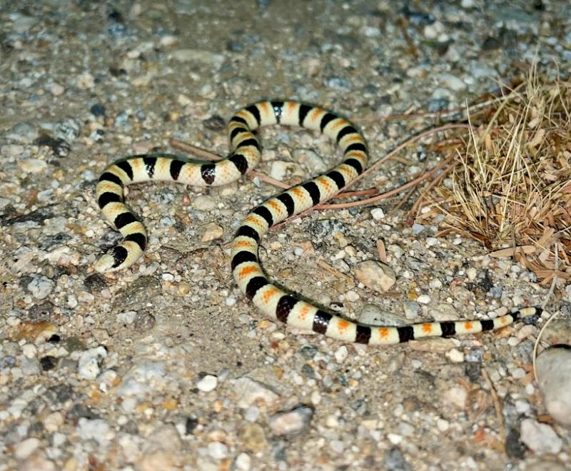 Colorado Desert Shovel-nosed Snake (Chionactis occipitalis annulata)