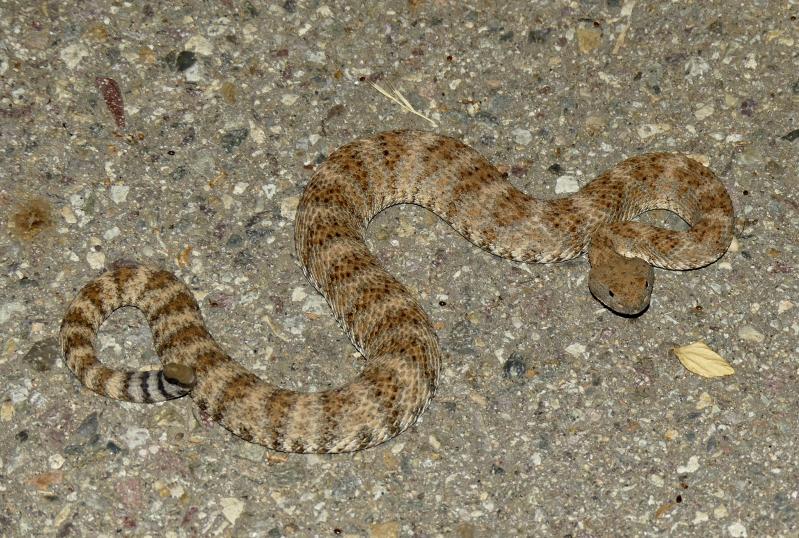 Southwestern Speckled Rattlesnake (Crotalus mitchellii pyrrhus)