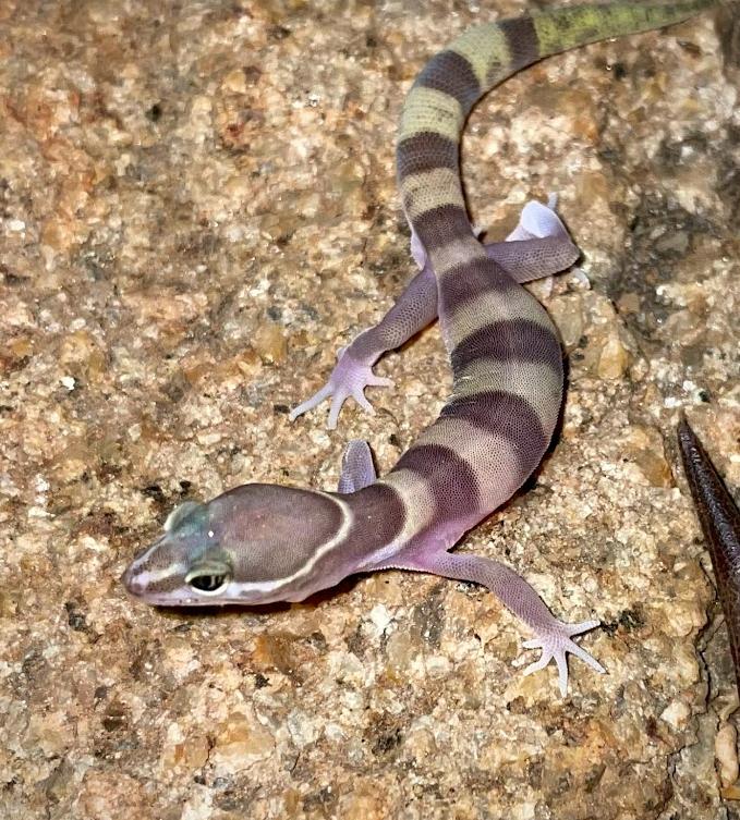 San Diego Banded Gecko (Coleonyx variegatus abbotti)