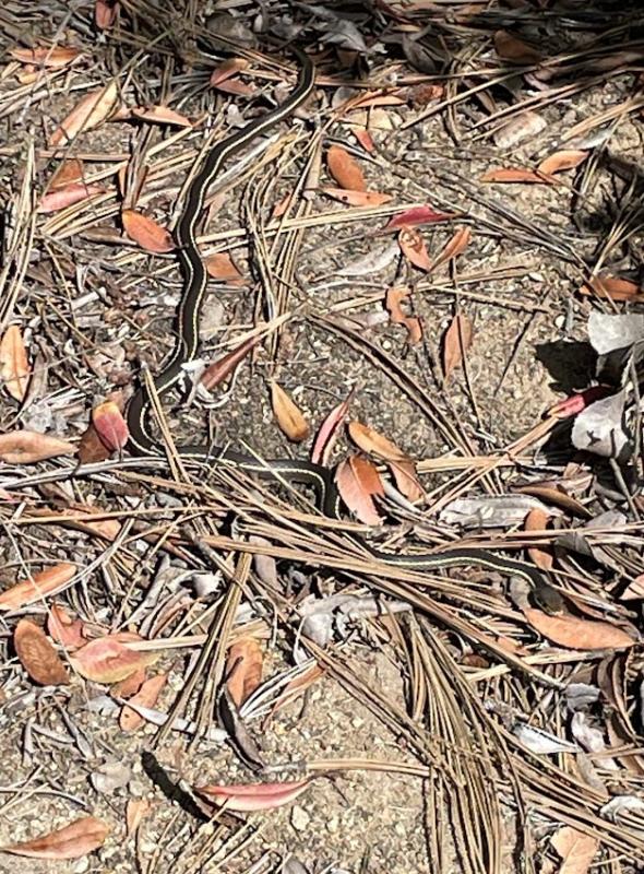 California Striped Racer (Coluber lateralis lateralis)