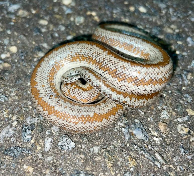 Coastal Rosy Boa (Lichanura trivirgata roseofusca)