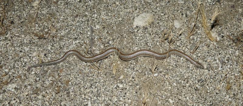 Coastal Rosy Boa (Lichanura trivirgata roseofusca)