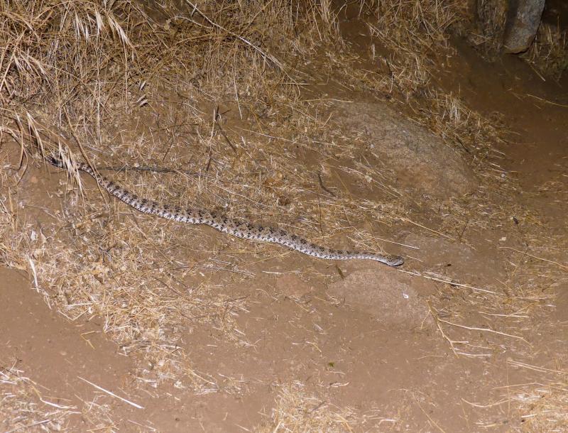 Southwestern Speckled Rattlesnake (Crotalus mitchellii pyrrhus)