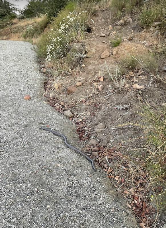 Coastal Rosy Boa (Lichanura trivirgata roseofusca)