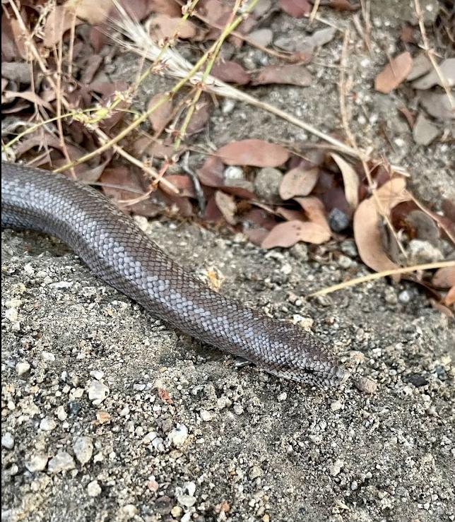 Coastal Rosy Boa (Lichanura trivirgata roseofusca)