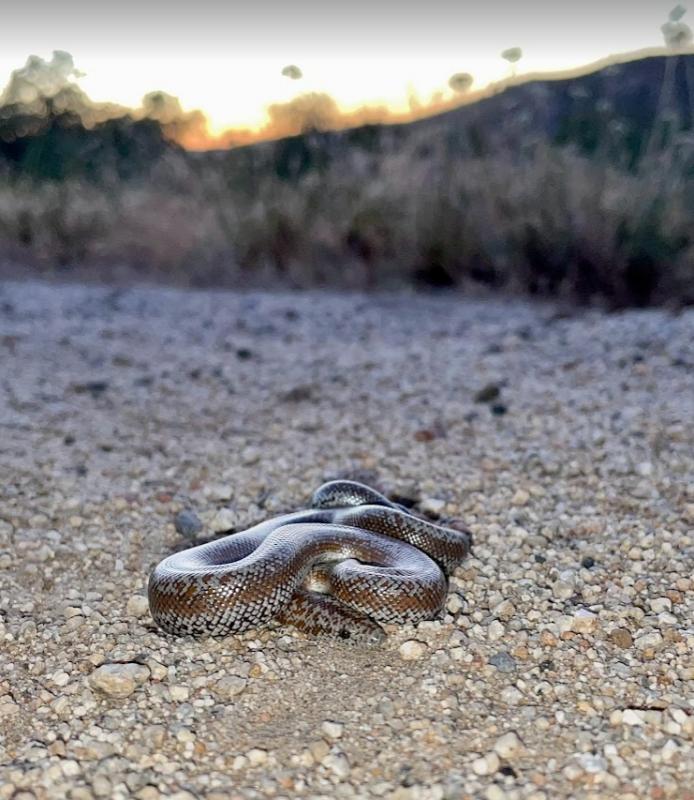 Coastal Rosy Boa (Lichanura trivirgata roseofusca)