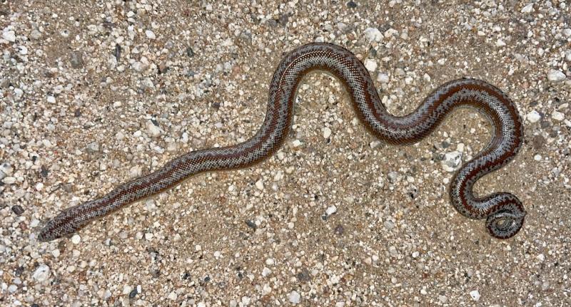 Coastal Rosy Boa (Lichanura trivirgata roseofusca)