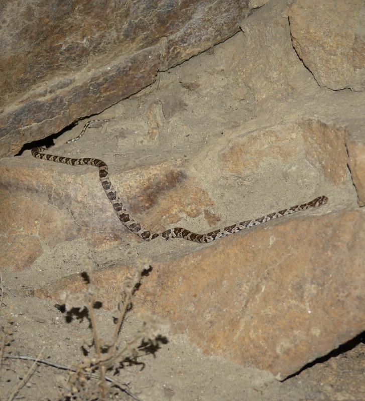 Baja California Lyresnake (Trimorphodon biscutatus lyrophanes)
