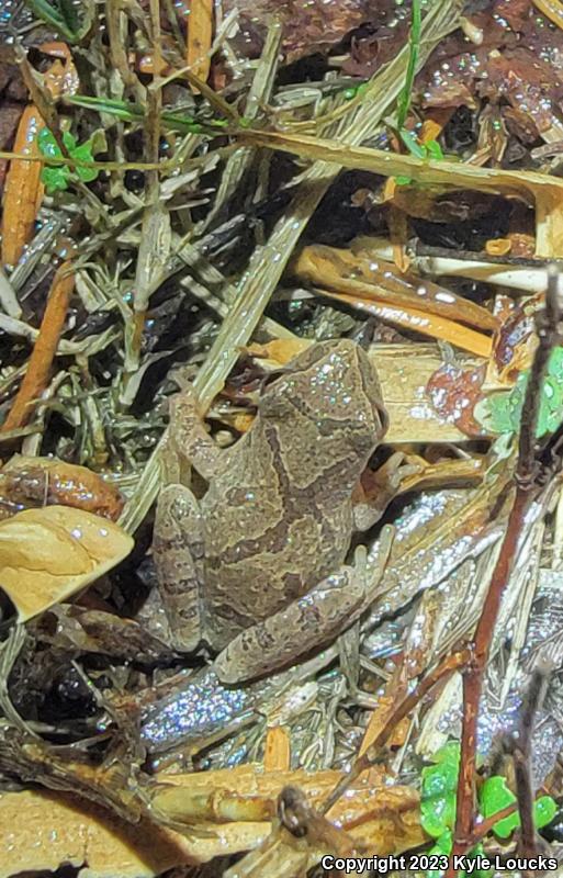 Spring Peeper (Pseudacris crucifer)