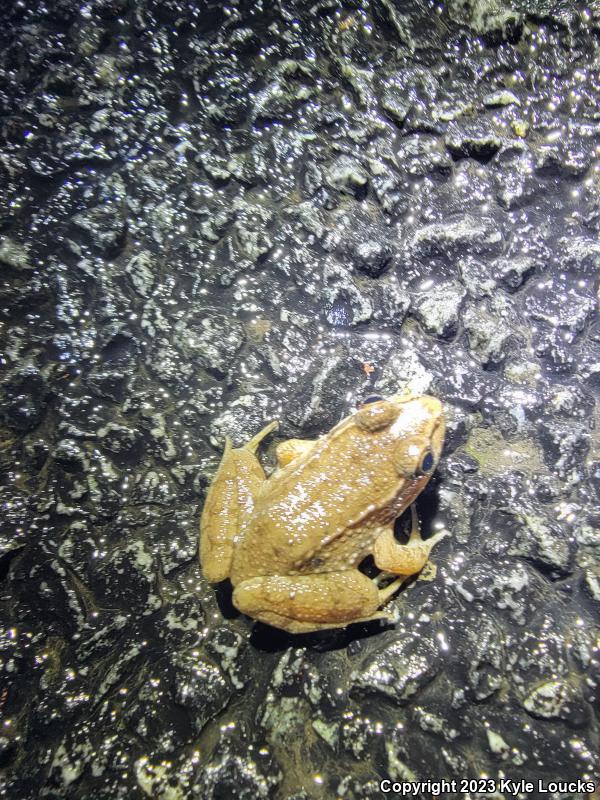 Northern Green Frog (Lithobates clamitans melanota)