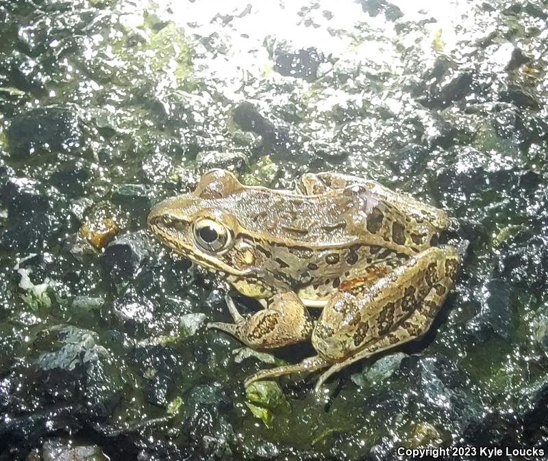 Southern Leopard Frog (Lithobates sphenocephalus utricularius)