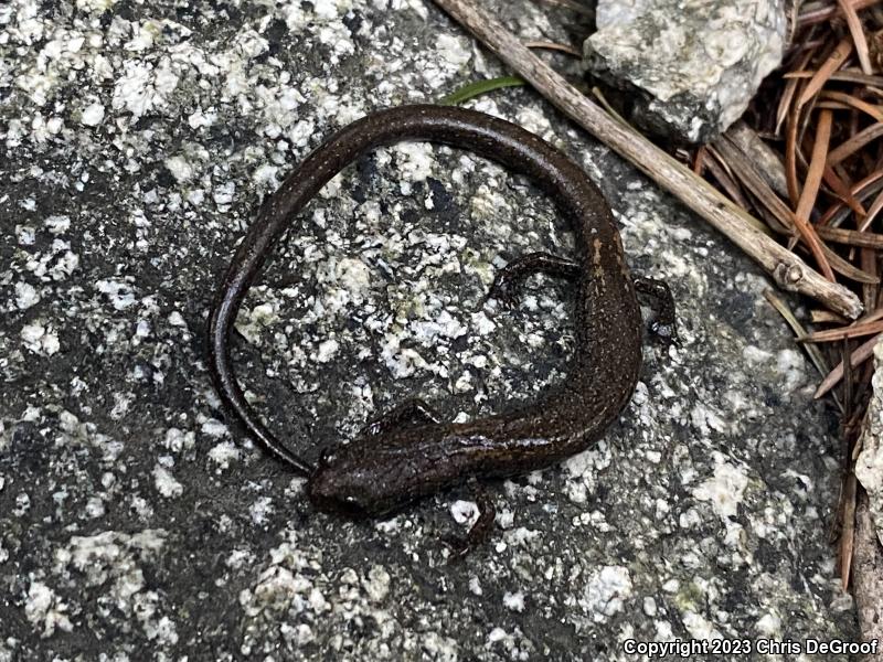 San Gabriel Mountains Slender Salamander (Batrachoseps gabrieli)