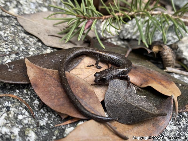 San Gabriel Mountains Slender Salamander (Batrachoseps gabrieli)