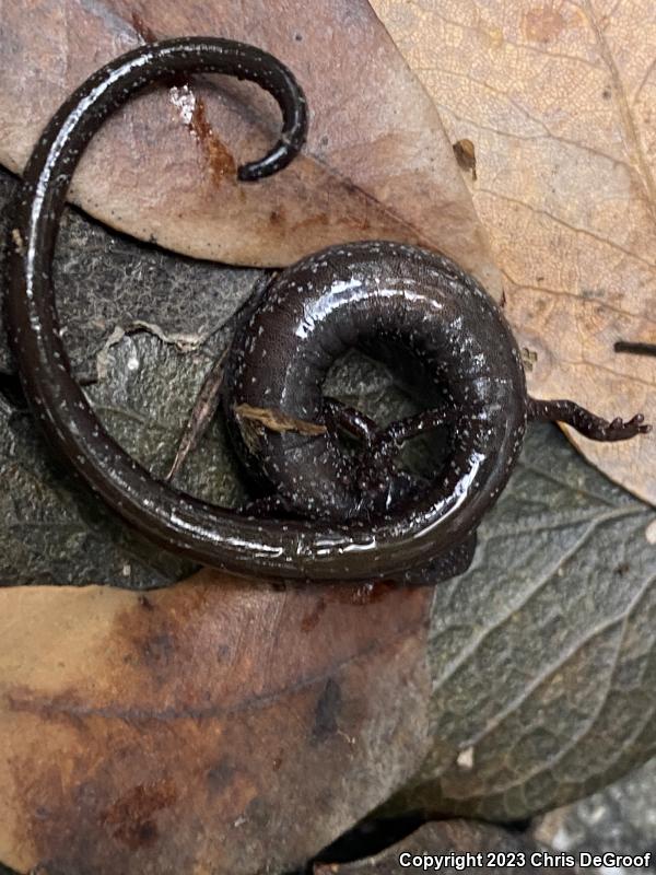 San Gabriel Mountains Slender Salamander (Batrachoseps gabrieli)