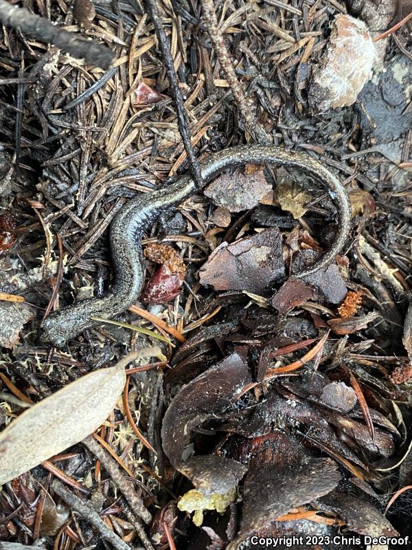 San Gabriel Mountains Slender Salamander (Batrachoseps gabrieli)