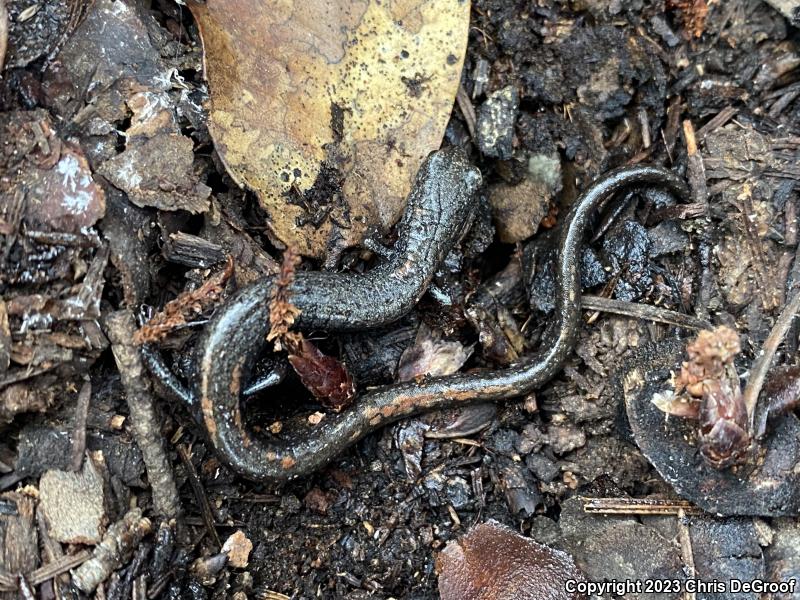 San Gabriel Mountains Slender Salamander (Batrachoseps gabrieli)