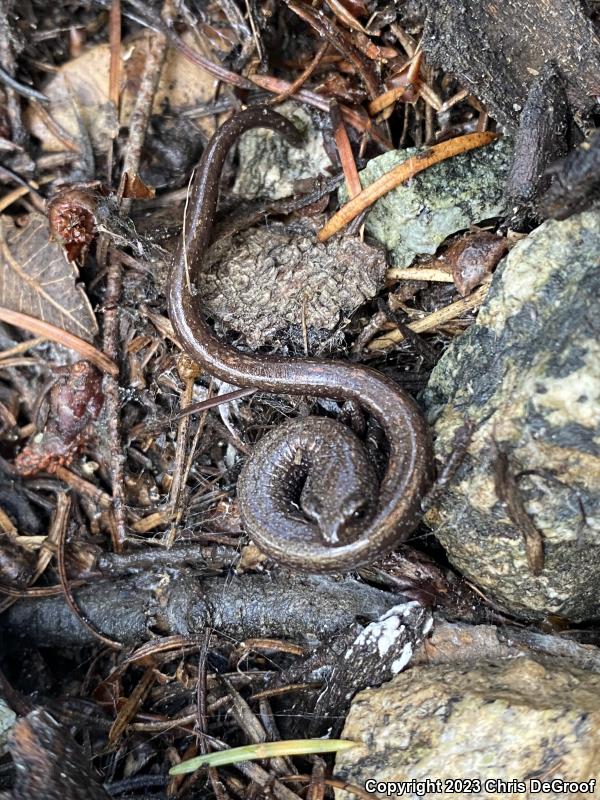 San Gabriel Mountains Slender Salamander (Batrachoseps gabrieli)