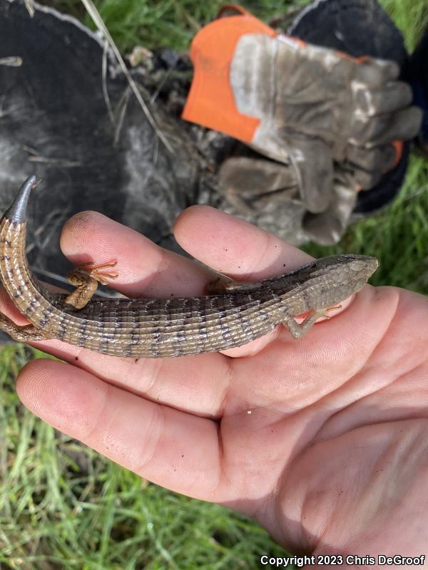 San Diego Alligator Lizard (Elgaria multicarinata webbii)