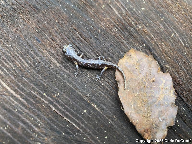 Arboreal Salamander (Aneides lugubris)