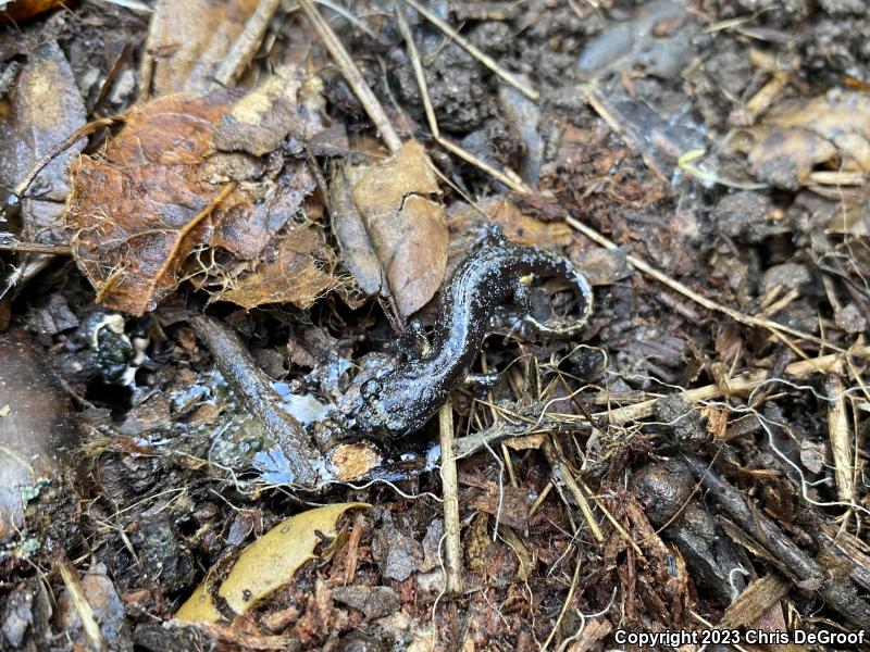 Arboreal Salamander (Aneides lugubris)